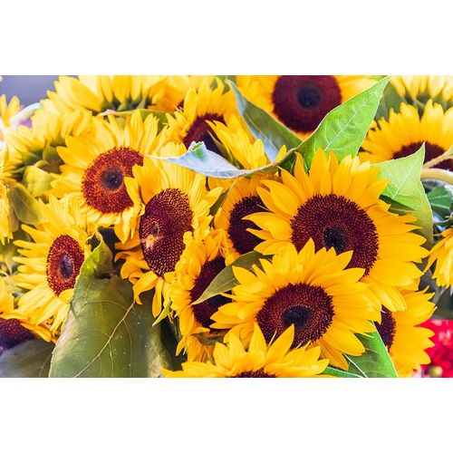 Washington State-Seattle-Pike Place Market Sunflowers for sale